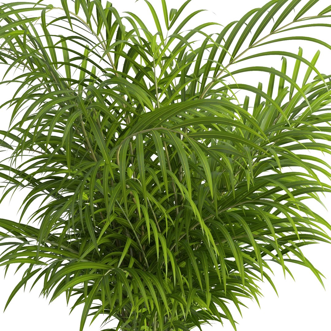dypsis lutescens 3D https://p.turbosquid.com/ts-thumb/Ri/wySf69/nLPNFBSQ/7/jpg/1588997372/1920x1080/fit_q87/08d9d8c22e1291b0efe038ca17dd76b1d7291ddb/7.jpg
