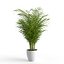 Dypsis Lutescens