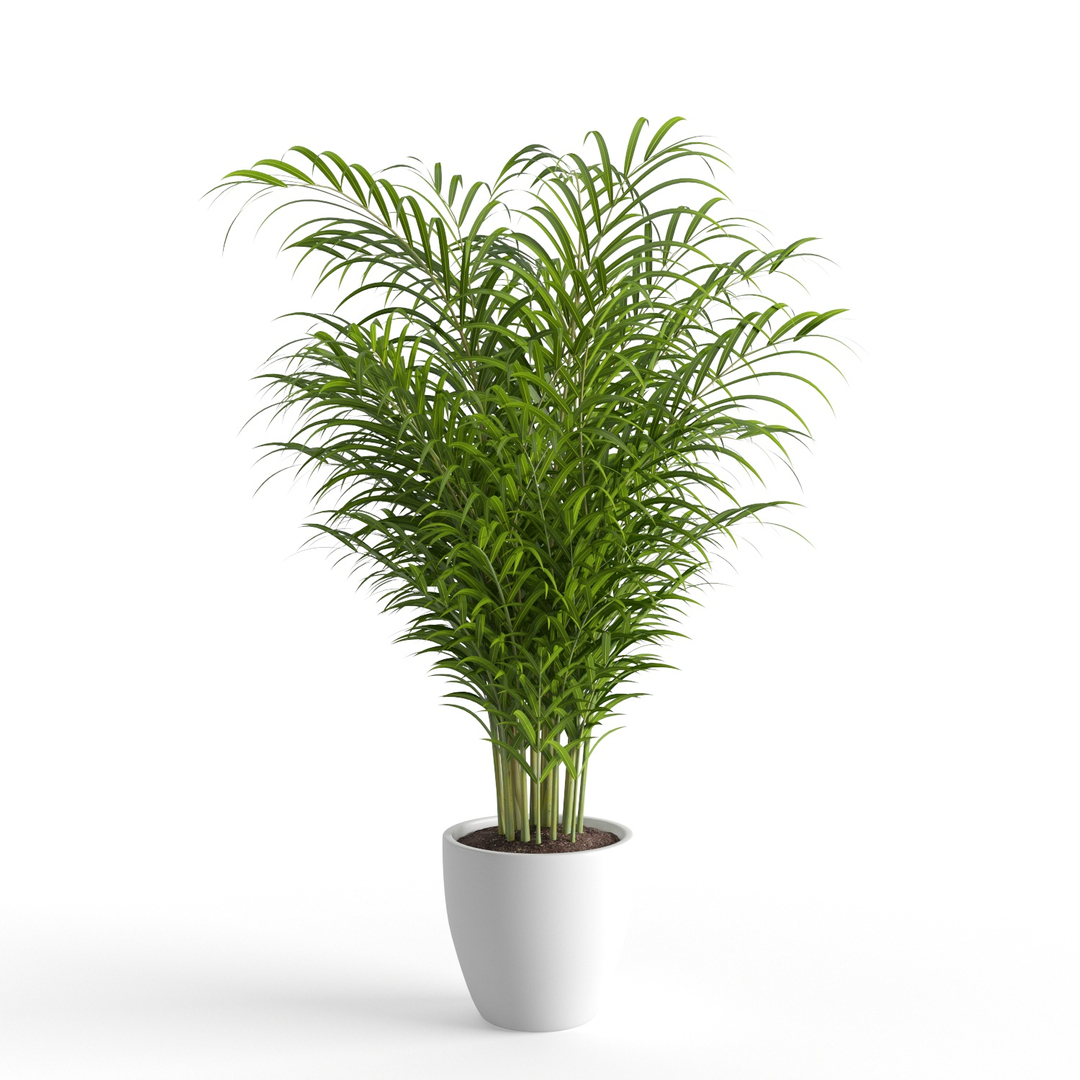 dypsis lutescens 3D https://p.turbosquid.com/ts-thumb/Ri/wySf69/x5ZCxpv9/01/jpg/1588999303/1920x1080/turn_fit_q99/5d714e61fd915e26ab3108484250ec437010d969/01-1.jpg