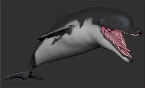 Dolphin Sculpts Projets