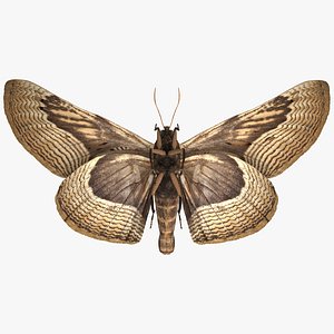 Animated Owl Moth Flight Rigged for Modo 3D model