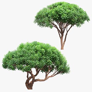 Strawberry tree