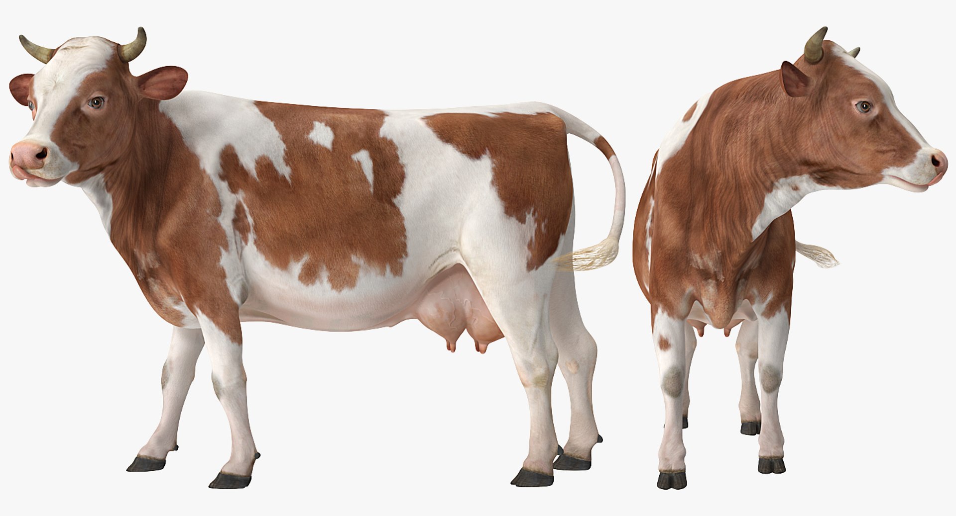 3D Milking Machine Work with Cow Collection https://p.turbosquid.com/ts-thumb/Rj/6eDhAo/p4/milkingmachineworkwithcowcollection3dsmodel024/jpg/1656548243/1920x1080/fit_q87/cd6bbd42158d99dcd322dea48c7ed841c5cbde38/milkingmachineworkwithcowcollection3dsmodel024.jpg