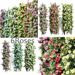 6 Different Climbing Roses