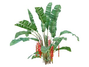 HELICONIA ROSTRATA