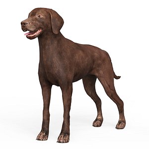 3D model Brown Dog