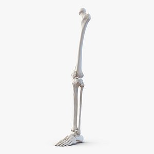 Human Leg Bones