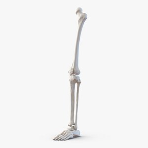Human Leg Bones