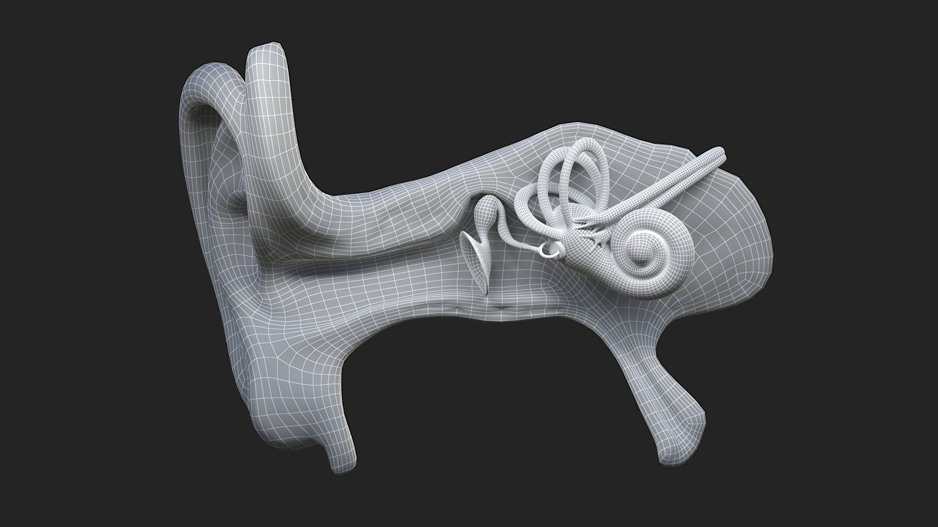 modelo 3d Anatomía del oído - TurboSquid 1957295