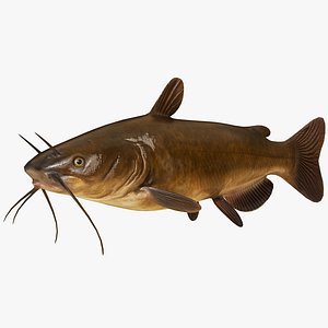 Catfish model