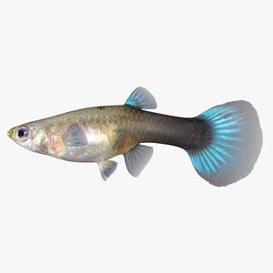 Female Guppy