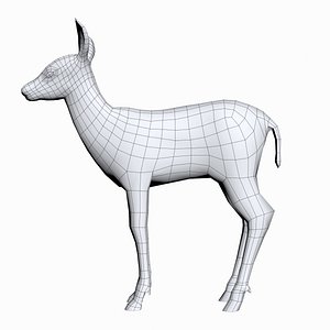 Fawn