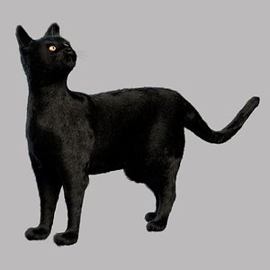 32,327 Two Black Cat Images, Stock Photos, 3D objects, & Vectors