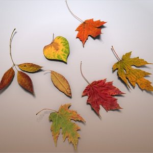 autumn leaves c4d