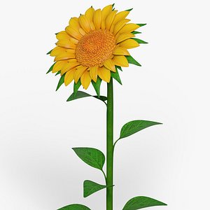 Cartoon Sunflower