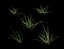 Grass clumps