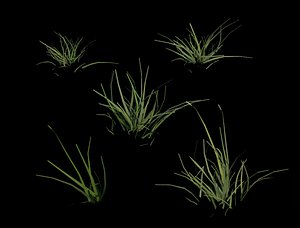Grass clumps