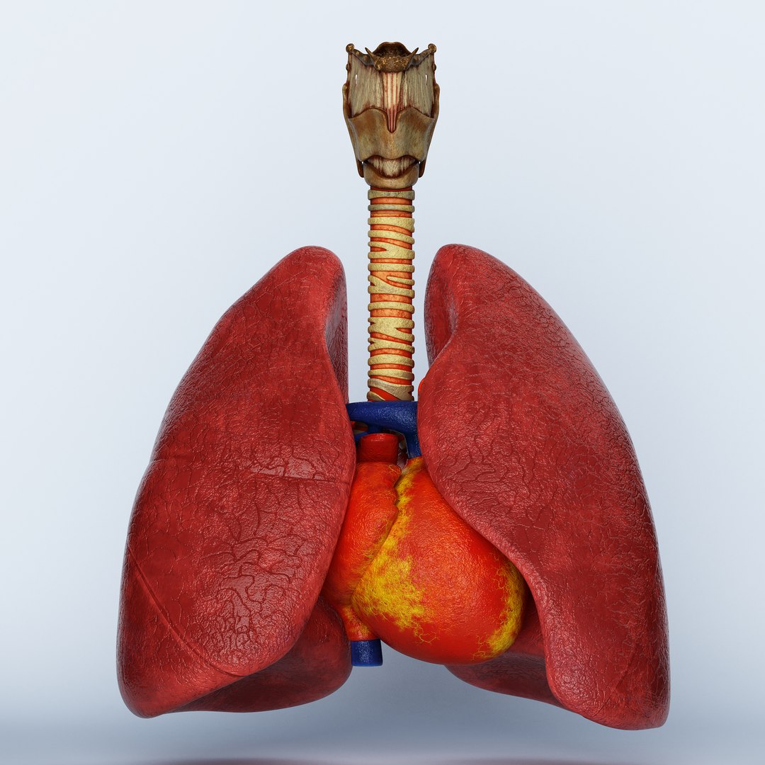 3D trachea heart lungs model - TurboSquid 1570805