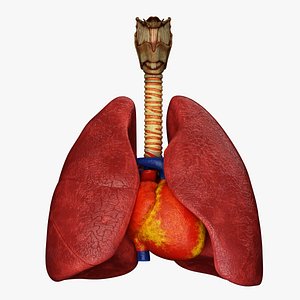 Trachea Heart Lungs