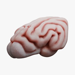 Dog Brain Anatomy