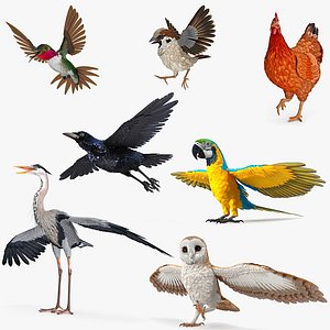 Rigged Birds Collection 4 for Maya