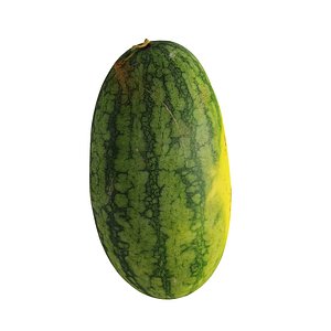 Watermelon - Citrullus lanatus 3D model
