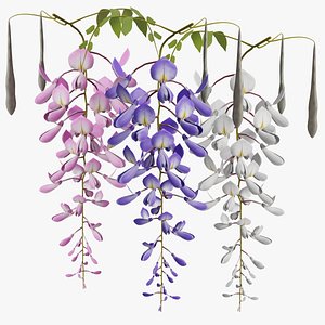 Wisteria lower
