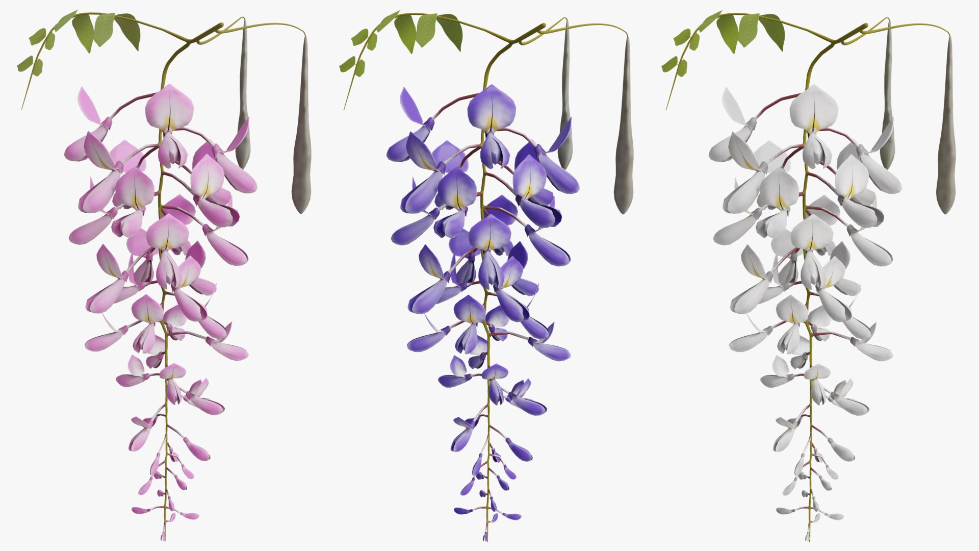 Wisteria lower 3D TurboSquid 2020127