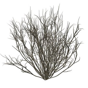 Broom Snakeweed Bush - 05 - 3D