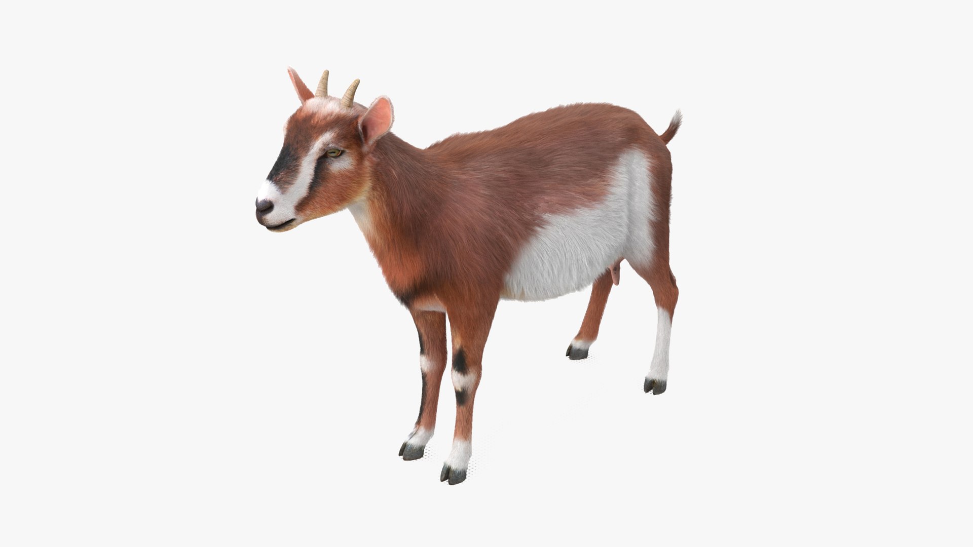 Dairy Goat Brown Rigged for Maya 3D model preview