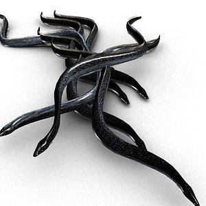 Black eel