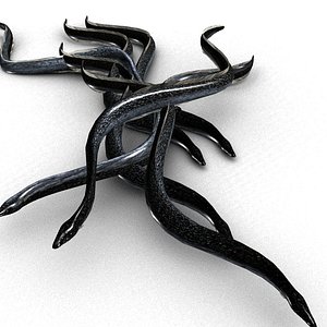Black eel