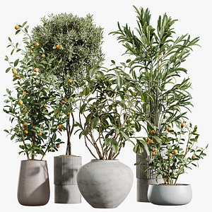 AV Indoor Plants Set 410 Orange Palm Ficus Marginata Olive 3D model