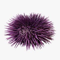 Purple Sea Urchin - PBR