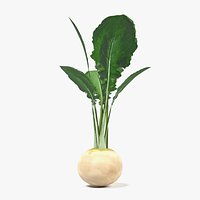 White Radish