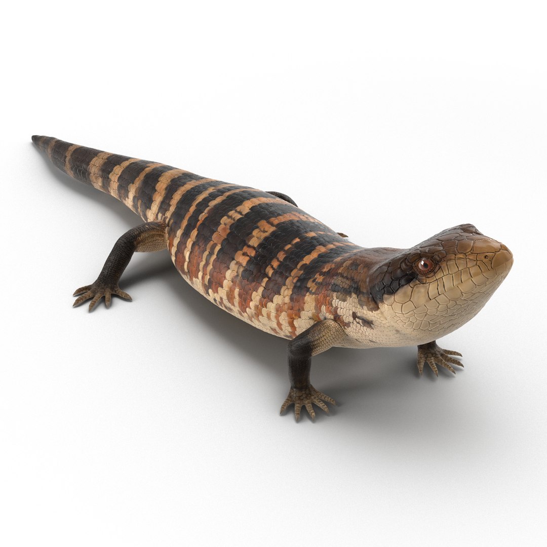 3d model blue tongued skink pose https://p.turbosquid.com/ts-thumb/Rl/72Y7Ri/F1g6hWWo/bluetonguedskinkobj3dmodel02/jpg/1459714373/1920x1080/fit_q87/a46a224512edee11a8261204a5badd60b8cba2bf/bluetonguedskinkobj3dmodel02.jpg