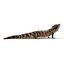3d model blue tongued skink pose