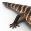 3d model blue tongued skink pose