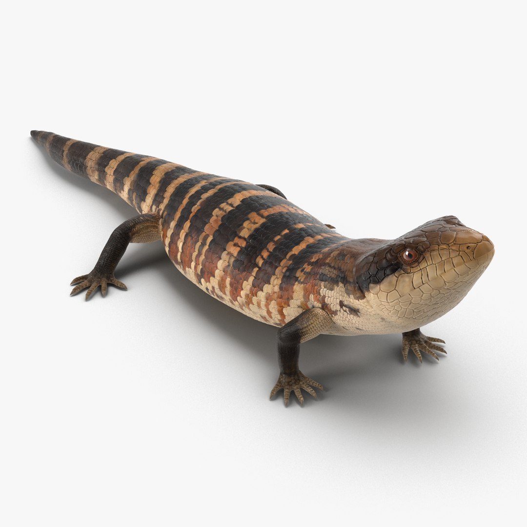 Blue Tongued Skink Pose 3 3D Model preview