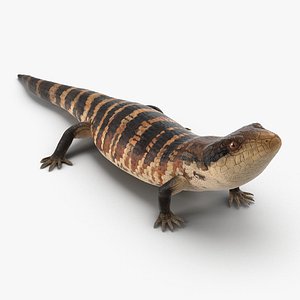 Blue Tongued Skink Pose 3 3D Model