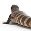 3d model blue tongued skink pose