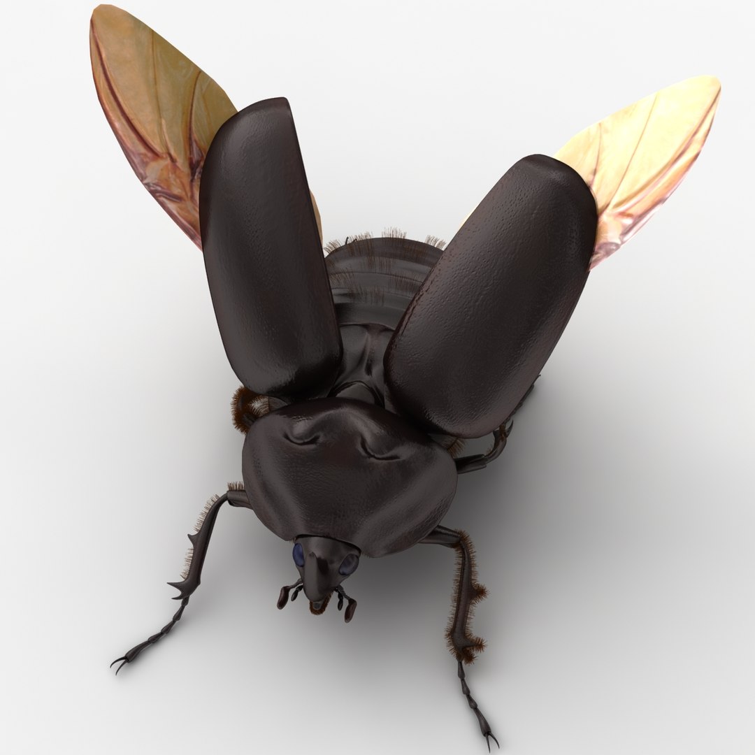 dugm05 rigged insect 01 3d model https://p.turbosquid.com/ts-thumb/Rl/I98ZKP/7esFpJAb/rhinoceros_beetle_03/jpg/1433611573/1920x1080/fit_q87/b17e793dc2170cf4660f3a547382edecb36ee2fb/rhinoceros_beetle_03.jpg