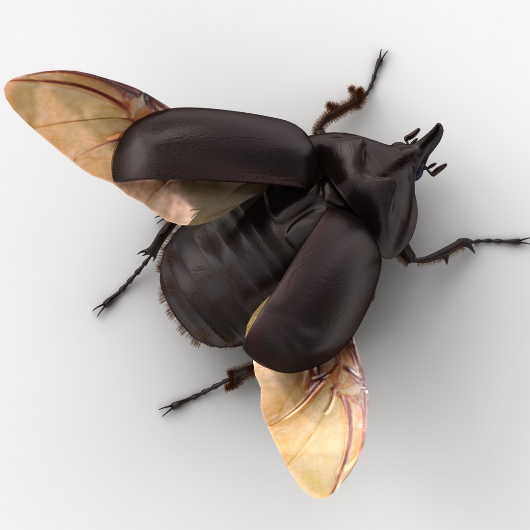 dugm05 rigged insect 01 3d model https://p.turbosquid.com/ts-thumb/Rl/I98ZKP/HSYDPHog/rhinoceros_beetle_02/jpg/1433611573/1920x1080/fit_q87/6dfcffaf7b4b14189c022e5139239b4f51ffd5d7/rhinoceros_beetle_02.jpg