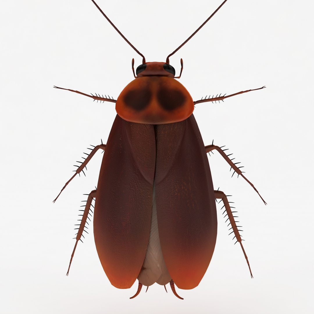 dugm05 rigged insect 01 3d model https://p.turbosquid.com/ts-thumb/Rl/I98ZKP/JEobMWMI/0000/jpg/1433626597/1920x1080/turn_fit_q99/9d3754a565b1dc5f6a72bbd7bdcf6c43be4c8a12/0000-1.jpg