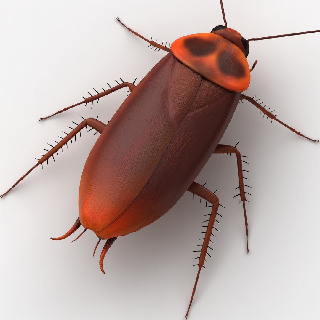 dugm05 rigged insect 01 3d model https://p.turbosquid.com/ts-thumb/Rl/I98ZKP/Q9D4Fbxs/cockroach_01/jpg/1433611392/1920x1080/fit_q87/a536c72f79194a4fba010d1cceb1b8cbe5d08860/cockroach_01.jpg