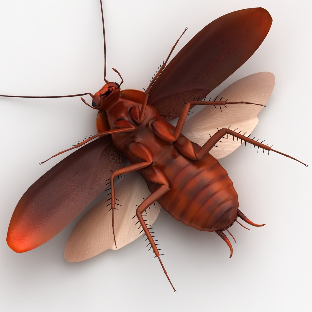 dugm05 rigged insect 01 3d model https://p.turbosquid.com/ts-thumb/Rl/I98ZKP/RRHRhW36/cockroach_10/jpg/1433611392/1920x1080/fit_q87/566e490e3d9937b8695cae71e1e65d2c94388cc6/cockroach_10.jpg