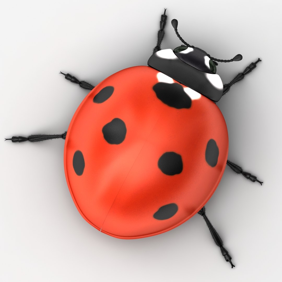 dugm05 rigged insect 01 3d model https://p.turbosquid.com/ts-thumb/Rl/I98ZKP/RvvtAT76/ladybug_02/jpg/1433611549/1920x1080/fit_q87/9c80f14aee860f8b574ebf7847abf106e816f803/ladybug_02.jpg