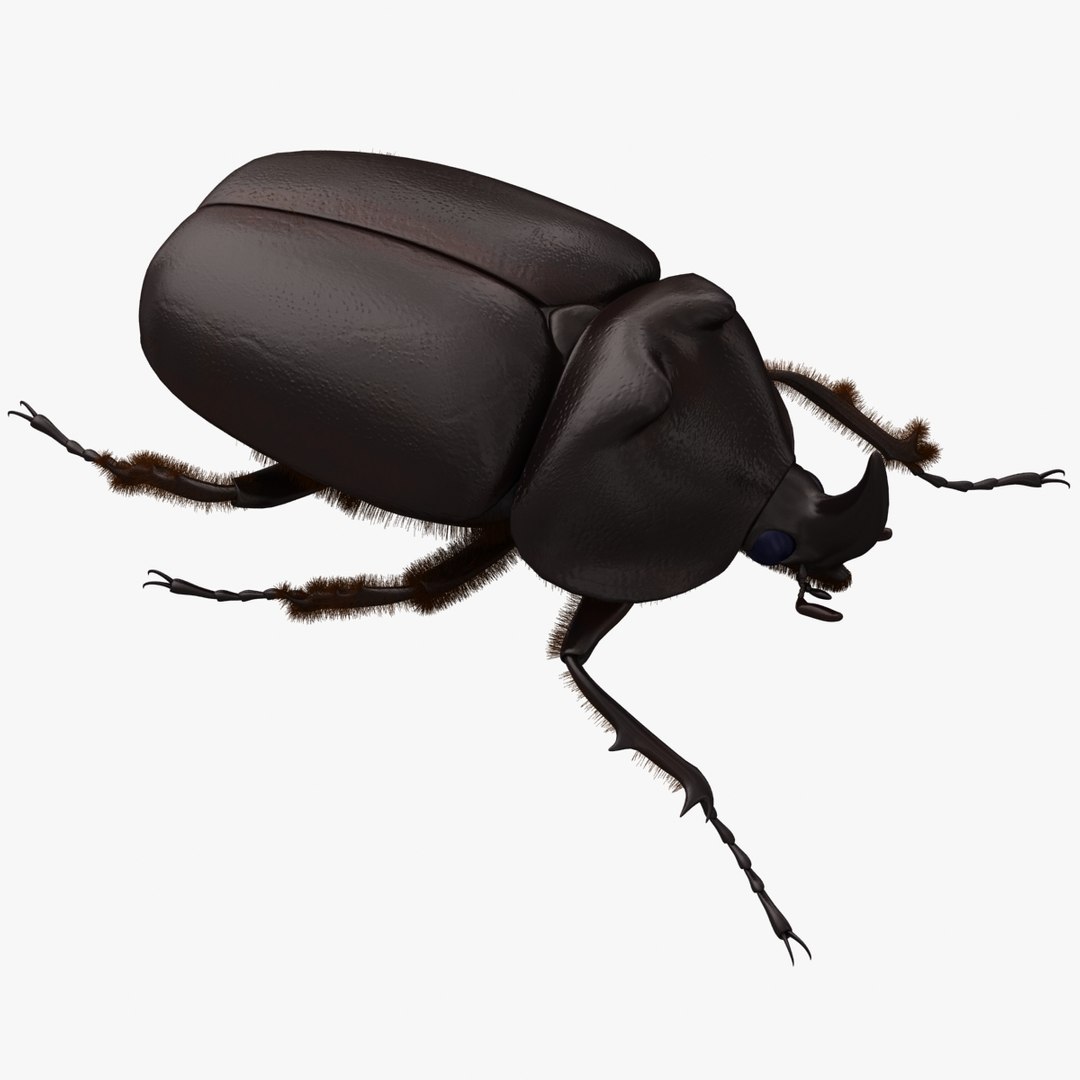 dugm05 rigged insect 01 3d model https://p.turbosquid.com/ts-thumb/Rl/I98ZKP/TltRFHWh/rhinoceros_beetle_01/jpg/1433611573/1920x1080/fit_q87/fa053bb9a42ea94ab1ae816ffa9011922b326400/rhinoceros_beetle_01.jpg