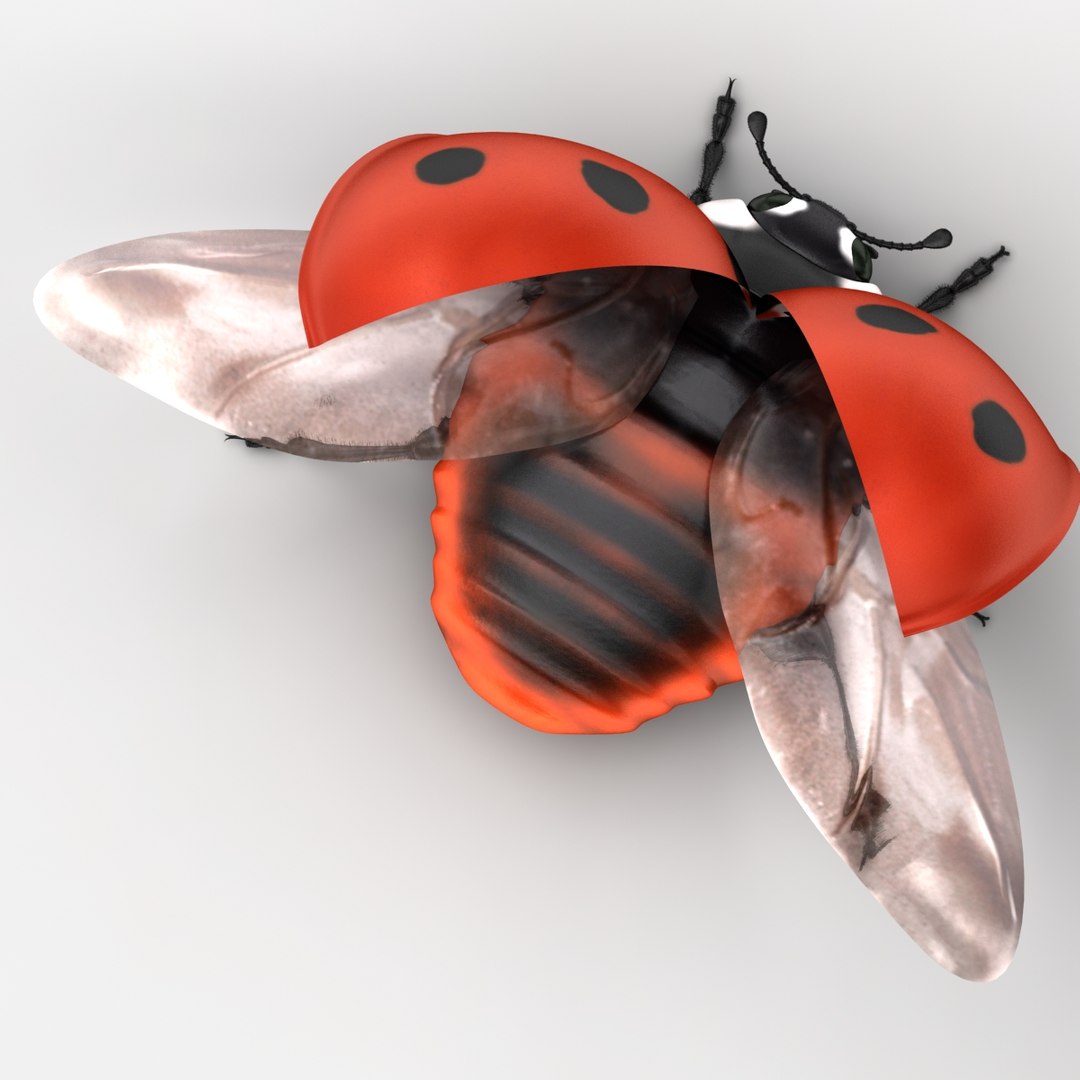 dugm05 rigged insect 01 3d model https://p.turbosquid.com/ts-thumb/Rl/I98ZKP/YFoCqLxZ/ladybug_03/jpg/1433611549/1920x1080/fit_q87/0fdd6d94634d403034f8761eeec218f80ce3b874/ladybug_03.jpg