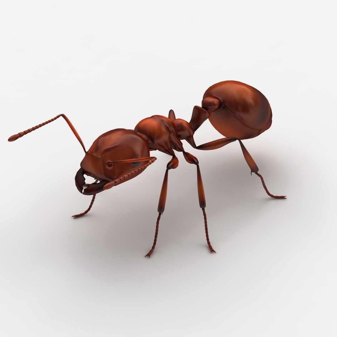 dugm05 rigged insect 01 3d model https://p.turbosquid.com/ts-thumb/Rl/I98ZKP/gCyNNxCf/0000/jpg/1433612230/1920x1080/turn_fit_q99/6fd9d7b0f5a2b1d54a2d811710e6b23ed500fa14/0000-1.jpg